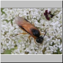 Arge ochropus - Blattwespe 02.jpg